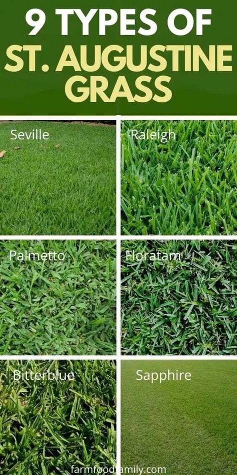 Types of St. Augustine grass and how to grow, problems, diseases How To Grow Grass, St Augustine Grass, Grass Types, Zoysia Grass, Grass Growing, Shade Grass, Round Garden, Easy Gardening, Growing Grass