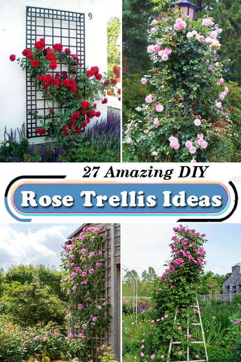 Climbing Roses Trellis Arches, Diy Rose Trellis How To Build, How To Make A Climbing Rose Trellis, Modern Rose Garden Design, How To Build A Rose Trellis, Climbing Rose Front Of House, Rose Lattice Ideas, Training Roses To Climb, Rambling Roses Ideas