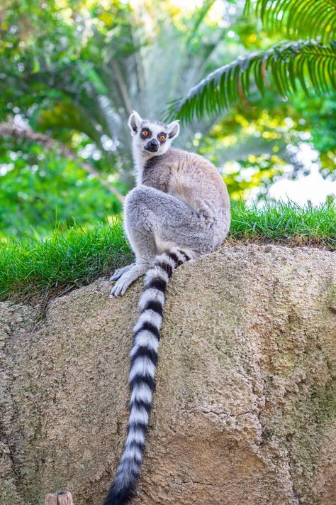 Close up of a ring-tailed lemur  Madagascar. A very cute animals. stock images Lemur Wallpaper, Africa Forest, Madagascar Animals, Very Cute Animals, Ring Tailed Lemur, Animal Close Up, Wild Animals Pictures, Unusual Animals, Animals Of The World