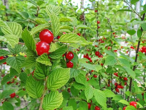 NanKing_Cherry Nanking Cherry, Health Benefits Of Cherries, Cherry Seeds, Mary And Max, Cherry Plant, Living Fence, Hair Growth Cycle, Delicious Pies, Fruit Plants