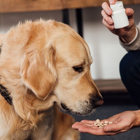 Save on Dog Medication with 4 Money Saving Tips | Wear Wag Repeat Dog Pill Pockets, Antibiotics For Dogs, Meds For Dogs, Dog Medicine, Angry Dog, Dog Spay, Medication For Dogs, Veterinary Services, Dog Diet