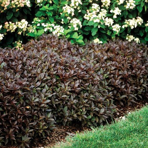 Midnight Wine® Weigela MIDNIGHT WINE is ideal for the front of the border or for edging the perennial bed. This tidy mound of dark burgundy-purple leaves can be used as an accent plant or a dramatic mass planting. Consider using it instead of 'Crimson Pygmy' Barberry: MIDNIGHT WINE doesn't have any thorns! MIDNIGHT WINE is maintenance free and needs no pruning because its habit is perfect the way it is. Just give it sun and water and you'll have intense color from spring to fall. Burgundy Plants, Condo Exterior, Cabin Landscaping, Weigela Florida, Mass Planting, French Hydrangea, Garden Perennials, Florida Landscape, Landscape Flowers