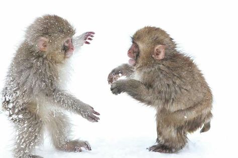 Hug? Cute Monkey Pictures, Snow Monkeys, Japanese Macaque, Snow Monkey, Toro Inoue, Monkey Pictures, Monkeys Funny, Cute Monkey