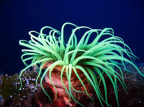 Under Water World, Ocean Plants, Sea Anemones, Beautiful Underwater, Cnidaria, Sea Flowers, Life Under The Sea, Sea Anemone, Marine Ecosystem