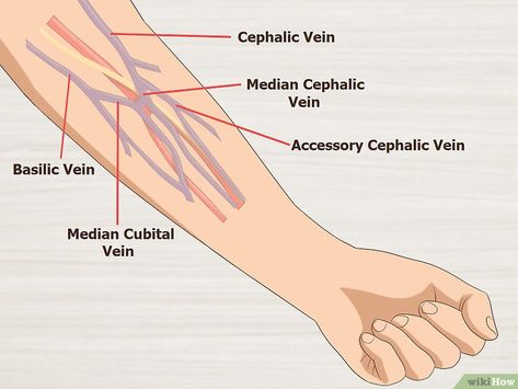 Phlebotomy Study, Arm Veins, Order Of Draw, Nurse Drawing, Nurse Teaching, Drawing Blood, Medical Laboratory Science, Medical School Studying, Medical School Essentials