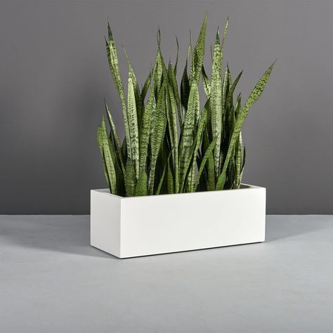 Badalona Rectangular Planter - Jay Scotts Collection Snake Plant Rectangular Planter, Office Tree, Short Trees, Small Courtyard, Rectangle Planters, Diy Planter, Fiberglass Planters, Rectangular Planters, Plant Box