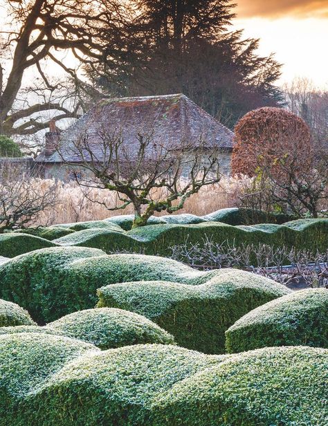 Arne Maynard, Cloud Pruning, Garden Tools Design, Formal Garden Design, Garden Hedges, Topiary Garden, Walled Garden, Garden Design Ideas, Family Garden