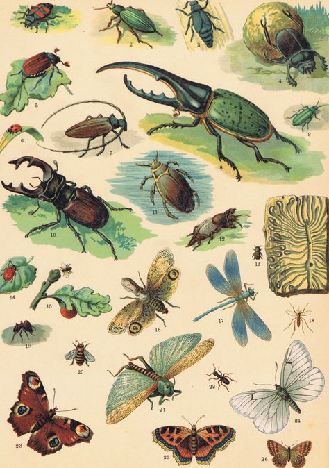 Bug Poster Vintage, Entomology Aesthetic Wallpaper, Insect Wallpaper Iphone, Beetle Background, Entomology Aesthetic, Bug Aesthetic, Insect Wallpaper, Bug Wallpaper, Entomology Art