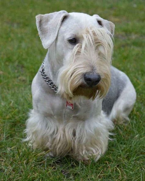 Cesky Terrier Temperament (Reserved, Trainable) All Terrier, Half the Work Cesky Terrier, Maltese Breed, Dog Breeds That Dont Shed, Top 10 Dog Breeds, Dogs Diy Projects, Every Dog Breed, Rare Dogs, Food Dog, Irish Terrier