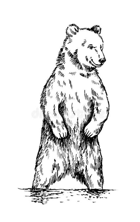 Bear Standing Tattoo, Line Work Bear Tattoo, Bear Growling Drawing, Woodcut Bear Tattoo, Standing Bear Tattoo, Grizzly Bear Illustration, Drawings Of Bears, Tattoos For Parents, Grizzly Bear Drawing