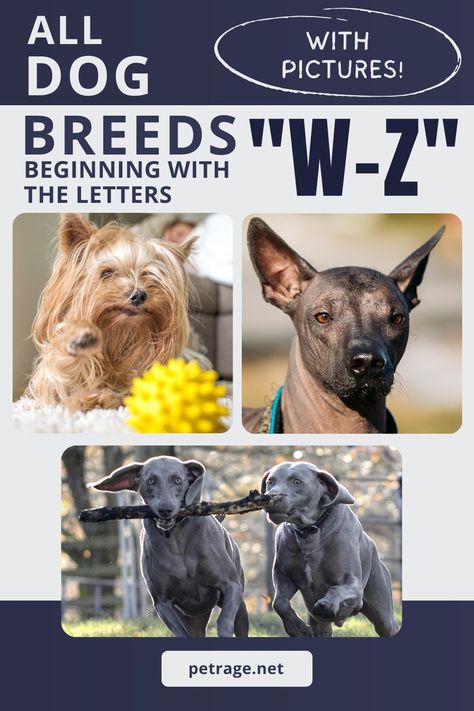 Our list of dog breeds beginning with the letters “W” “X” “Y” and “Z” and their pictures. We have a growing database of pictures and would love to have EVERY breed represented! List Of Dog Breeds, Dog Breeds Chart, Fun Online Quizzes, Different Dog Breeds, Dog Breeds List, Dog List, Dog Info, Basic Facts, Different Dogs