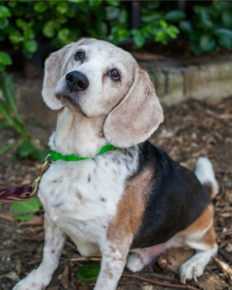 Top 10 Reasons to Adopt an Older Dog Adopt Dog, Rescue Dog Photography, Beagle Dog Full Grown, Training An Older Rescue Dog, Search And Rescue Dogs, Cute Beagles, Animal Advocacy, Older Dogs, Dog Rules