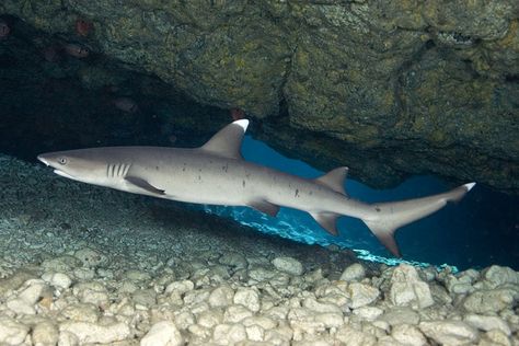 whitetip reef shark |Kailua Bay Whitetip Reef Shark, White Tip Reef Shark, White Tip Shark, Whitetip Shark, Silly Sharks, Shark Conservation, Types Of Sharks, Ocean Friends, Shark Photos