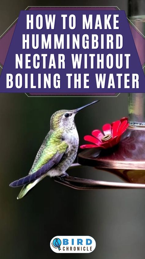 Did you know that you can make your own hummingbird nectar at home? One way to making it is to not boil the homemade sugar water for your beloved hummingbirds. Find out how in our linked guide. Hummingbird Food Recipe, Sugar Water For Hummingbirds, Homemade Hummingbird Nectar, Homemade Hummingbird Food, Hummingbird Nectar Recipe, Hummingbird Water, Antelope Hunting, Backyard Birds Watching, Hummingbird Food