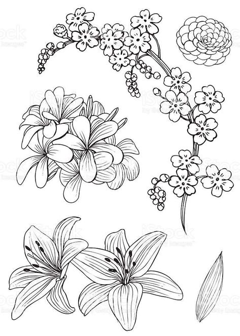 Hi guys did you have a great week? After we did the Community feedback http://aminoapps.com/p/55jp Flower Sketches, Floral Drawing, Plant Drawing, Trendy Flowers, Arte Sketchbook, Flower Doodles, Hand Drawing, Arte Floral, Doodle Patterns