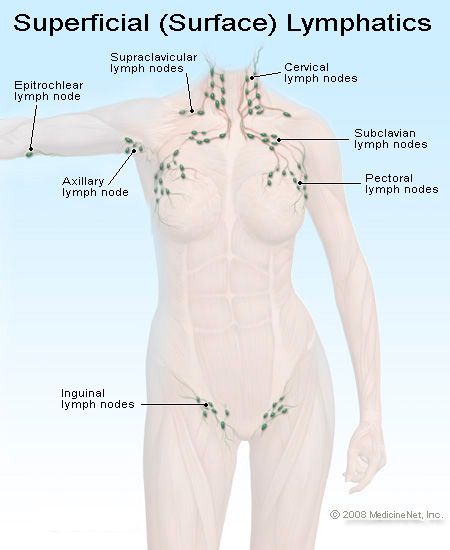 Picture of Superficial Lymph Nodes in the Body Fascia Blasting, Lymph Drainage Massage, Fascia Blaster, K Tape, Lymph Glands, Lymph Massage, Lymph System, Lymph Drainage, Reduce Swelling