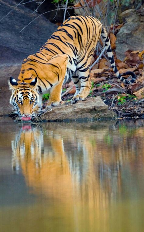 THIRSTY TIGER! Save The Tiger, Magical Nature, Cat Species, Nature Tour, Wild Creatures, Cat Family, A Tiger, Large Cats, Wildlife Animals