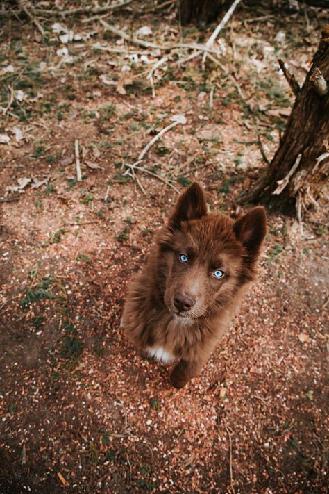 I Have This Fully Brown Siberian Husky And He Is Very Adorable (69 Pics) Brown Siberian Husky, Dogs Aesthetic, Dog Aesthetic, Siberian Husky Dog, Dream Dog, Pretty Dogs, Funny Dog Pictures, Husky Puppy, A Wolf