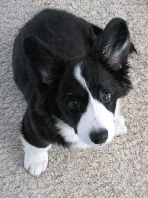 Black corgi puppy Black Corgi Puppy, Black And White Corgi, Black Corgi, Fluffy Corgi, Cardigan Corgi, Corgi Butts, Cardigan Welsh Corgi, Corgi Puppy, Corgi Dog