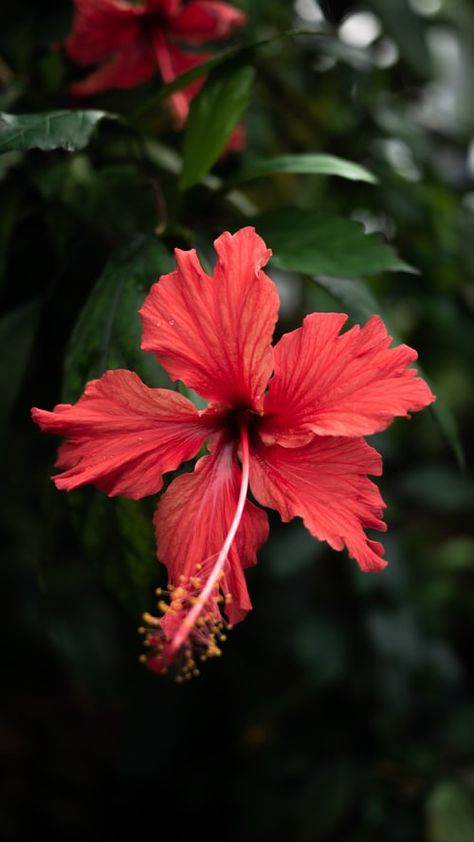 Hibiscus Image, Flower Hibiscus, Hibiscus Plant, Red Hibiscus, Plant Images, Wallpaper Nature Flowers, Free Plants, Beautiful Flowers Wallpapers, Hibiscus Flower