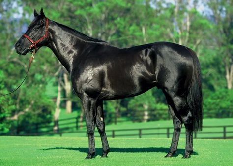 black thoroughbred images | black thoroughbred horse black thoroughbred horse running black ... Black Horses, Thoroughbred Horse, All The Pretty Horses, Sport Horse, Black Horse, Horse Photos, Horse Coloring, Pretty Horses, Quarter Horse