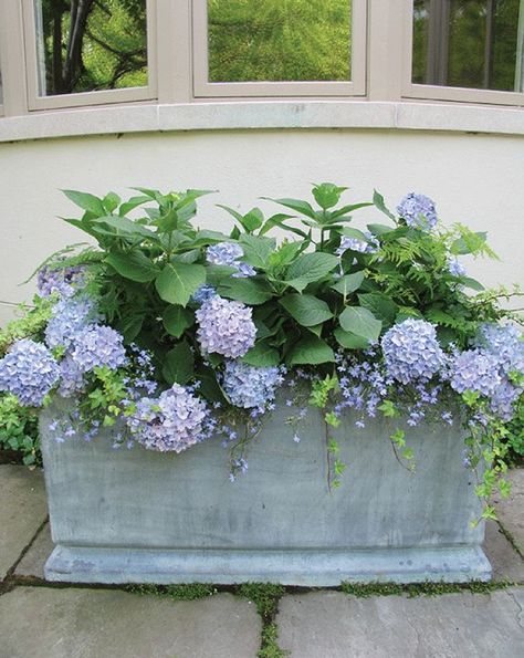 29 Ways to Grow Hydrangeas in Containers | Southern Living Southern Garden, Growing Hydrangeas, Hydrangea Garden, Hydrangea Not Blooming, Planting Hydrangeas, Pot Stand, Have Inspiration, Garden Containers, Container Flowers