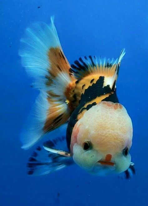 Oranda Goldfish, Ikan Air Tawar, Kolam Koi, Beautiful Sea Creatures, Cute Fish, Underwater Creatures, Exotic Fish, Beautiful Fish, Freshwater Aquarium