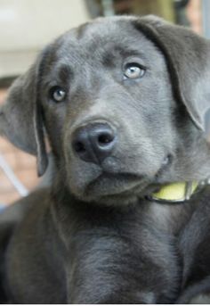 Charlee's a beautiful charcoal lab puppy Gray Labrador, Charcoal Lab Puppies, Charcoal Labrador, Charcoal Lab, Silver Labrador, Labrador Puppies, Black Puppy, Silver Lab, Lab Puppy