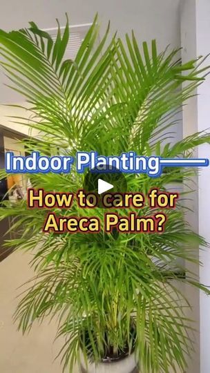 1.1K views · 29 reactions | How to care for Areca palm #homegarden #gardening #garden #gardeningtips #houseplants #planting #plants #arecapalm #viralreelsシ | Planting Fever | Planting Fever · Original audio Areca Palm Care, Areca Palm Indoor, Planting Plants, Palm Garden, Areca Palm, Inside Plants, Gardening 101, Home Gardening, 1k Views