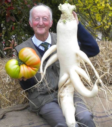 15 Giant vegetables you wont believe are real. IF ATOM EXPLOASIONS ARE RANDOM, EARTH WILL BE OUT OF ORDER & BALANCE = CASTATHROPY. PHI LAW RULE WITH SCALE OF EQUILIBRIUM. NOTHING IS RANDOM! LIFE CREATED AS "FABLE GAME", HUMAN CAN ONLY CHOOSE THE WRITEN FATES. Fable Game, Balcony Herb Gardens, Giant Vegetable, Weird Fruit, Shaped Fruit, Funny Vegetables, Strange Fruit, Unique Vegetables, Funny Fruit