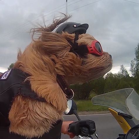 Stich the Russian biker dog. #biker #motorcycle #bikerdog #dogs Biker Dog, Biker Girl, Spotify Playlist, Cool Pictures, Russia, Vision Board, Cute Animals, Puppies, Bike