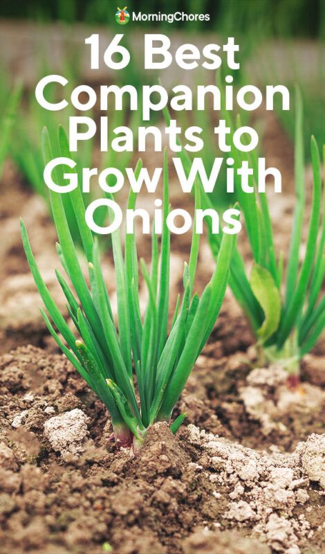 Onion Companion Plants: 16 of the Best Plants to Grow With Onions Planting Sprouted Onions, Planting Onions From Onions, Planting Onions In Containers, Planting Red Onions, Growing Onions In Raised Beds, Grow Onions From Onions, How To Grow Green Onions, Growing Red Onions, Growing Onions From Bulbs