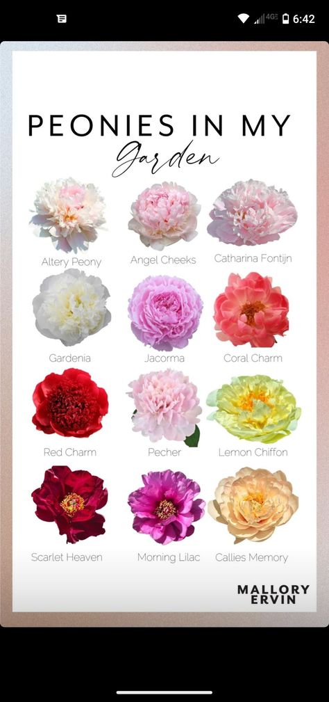 Peony Flower Types, Peony Garden Aesthetic, Flowers Similar To Peonies, Peony Meaning Language Of Flowers, Peony Gardenia, Types Of Peonies, Lemon Chiffon Peony, Peony Color Range, Peony Meaning