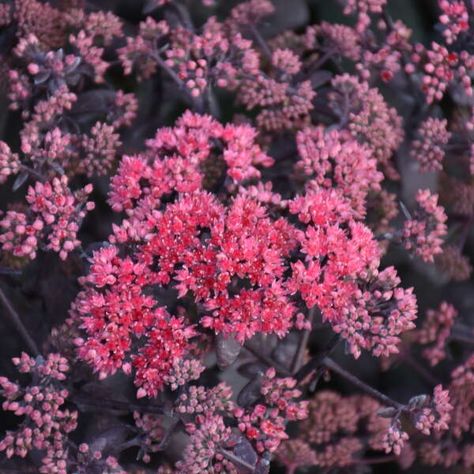 Sedum 'Midnight Velvet' PPAF CPBRAF | Walters Gardens, Inc. Midnight Velvet Sedum, Hardy Hibiscus, White Flower Farm, Purple Leaves, American Garden, Gardening Trends, Border Plants, Flower Spike, Sun And Water