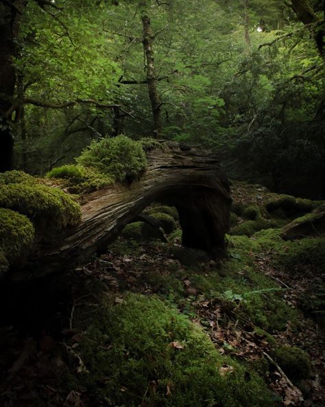 Sacred Garden, Hidden Forest, Enchanting Forest, Forest Scenery, Dark Green Aesthetic, Forest Background, Devon England, Dark Cottagecore, About Nature