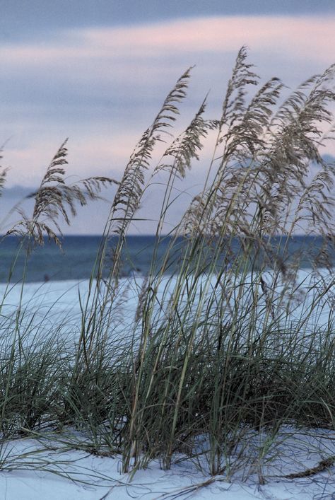 Oat Straw, University Of Ottawa, Wild Oats, Human Sexuality, Health Living, Sunrise Photos, Healing Plants, Herbal Healing, Alternative Therapies