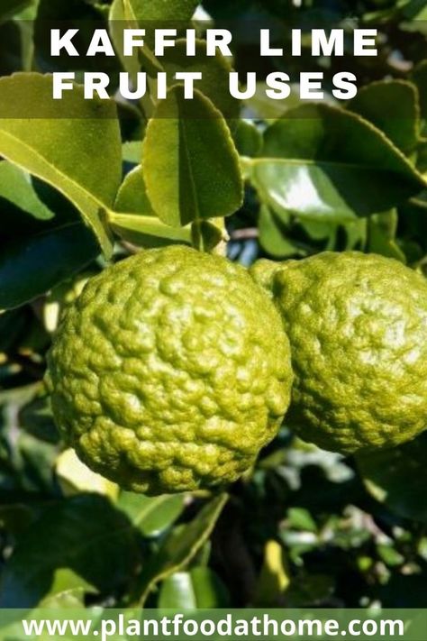 Kaffir Lime Fruit Uses In The Kitchen And Home - Plant Food At Home Kaffir Lime Leaves Recipes, Kaffir Lime Recipes, Kaffir Lime Plant, Lime Dessert Recipes, Lime Uses, Lime Marmalade, Halal Snacks, Lime Fruit, Lime Pickles