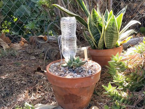 How To Make Self Watering Bottles, Diy Watering System, Diy Water Bulbs For Plants, Diy Water System For Garden, Diy Drip Watering System, Watering Hacks For Garden, Diy Plant Watering System, Water Bottle Watering Plants, Water Bottle Irrigation