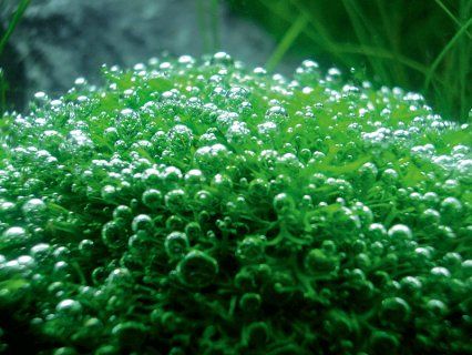 Riccia Fluitans, Moss Aquarium, Aquascaping Plants, Growing Moss, Aquarium Landscape, Aquarium Plants, Fish Care, Hair Nets, Floating In Water