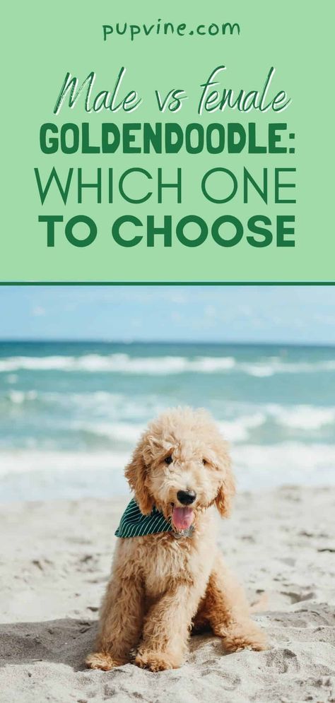 Full Grown Mini Goldendoodle, Goldendoodle Full Grown, Standard Goldendoodle, F1b Goldendoodle, Puppy Life, Puppy Development, Male Vs Female, Doodle Puppy, Popular Dog Breeds