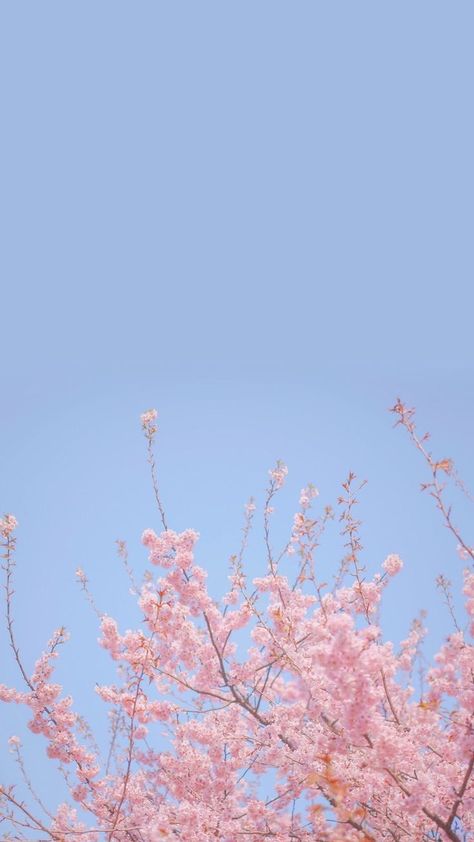 Cherry Blossom, Blue Sky, Pink Flowers, Blossom, Cherry, Trees, Flowers, Pink, Blue