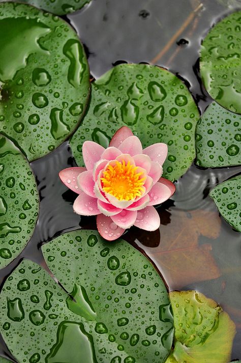 Lotus (Nymphaea) Nymphaea Lotus, Lotus Flower Pictures, Lotus Art, Lotus Pond, Painting Subjects, Flower Illustration, Water Lilies, Cat Tattoo, Flower Pictures