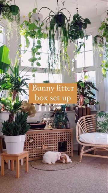 Hidden Rabbit Litter Box Ideas, Rabbit Litter Box Setup, Rabbit Set Up, Rabbit Litter Box Ideas, Bunny Set Up, Bunny Litter Box Ideas, Indoor Rabbit Setup, Rabbit Setup, Bunny Litter Box