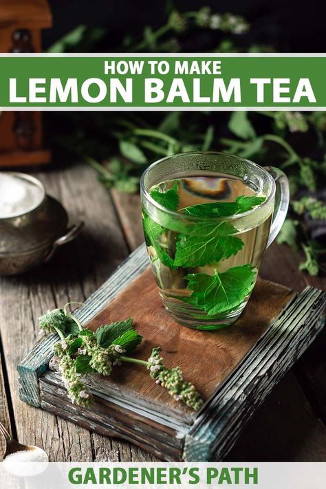 Lemon balm is an abundant aromatic herb that offers a multitude of healing benefits! Easy to grow, it provides plentiful harvests during summertime and the aerial parts make a delicious and calming herbal infusion that can be prepared hot or cold. Make a cup for yourself or a pitcher to share! #herbaltea #gardenerspath Lemon Balm Benefits, Lemon Balm Uses, Lemon Balm Recipes, Herbs For Sleep, Lemon Balm Tea, Lemon Benefits, Herbal Drinks, Dried Lemon, Natural Health Care