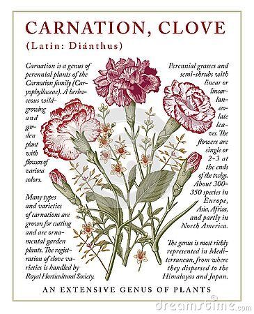 Carnation Vintage Illustration, Carnation Botanical Illustration, Carnations Drawing, Carnation Flower Aesthetic, Cloves Flower, Carnation Flower Drawing, Carnation Aesthetic, Carnation Illustration, Label Drawing