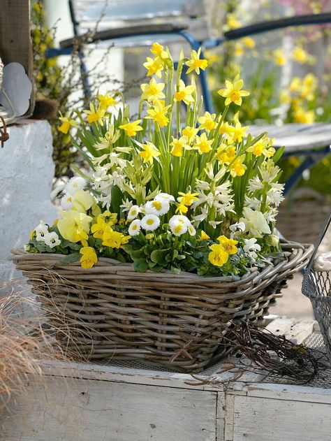 Woman planting yellow-white spring basket (3/3) Spring Flowers In Pots, Spring Flower Pots Outdoor, Spring Basket Ideas, Spring Planter, Spring Basket, Flower Pots Outdoor, Spring Plants, Outdoor Flowers, Garden Containers