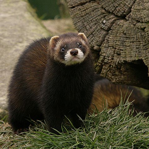 EUROPEAN POLECAT | Flickr - Photo Sharing! European Animals, European Polecat, Cute Ferrets, Google Co, Wild Ones, Ferret, An Animal, Otters, Wild Animals