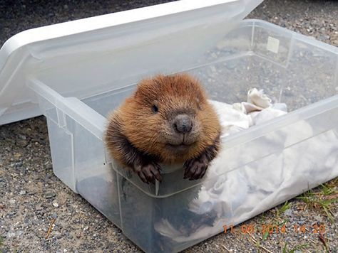 Beaver Pictures, North American Beaver, Baby Beaver, Animal Babies, Awesome Animals, Cutest Animals, Animal Pics, Wild Life, Animals Of The World