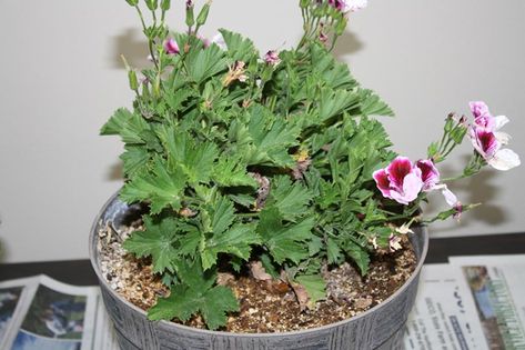 We have finally had our hard frost in eastern Idaho. Many of us try to prolong the blooming flowers by bringing them inside. Geraniums are an ideal plant to bring inside and preserve throughout the winter. If you have brought your geraniums indoors, there are a few things you can do to save them for … Bringing Geraniums Inside, Wintering Geraniums Indoors, Wintering Geraniums Plants, Geraniums Indoors, Martha Washington Geranium, Overwintering Geraniums, Geranium Care, Geranium Plant, Scented Geranium