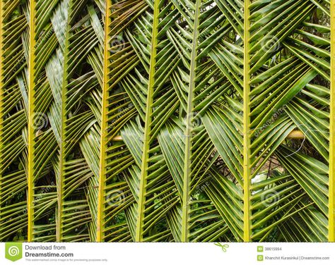 Photo about The fence is made of coconut leaves. Image of nature, natural, leaves - 38615994 Palm Leaf Art, Palm Frond Art, Diy Floral Decor, Coconut Leaves, Washbasin Design, Wedding Backdrop Decorations, Traditional Wedding Decor, Event Design Inspiration, Leaf Images